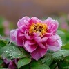 感情を詠むー「悔しさ」(3/4)