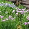 少し早かった卯辰山菖蒲園（後編）