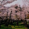 桜の森の