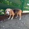 老犬ホームあん｜新人さん ピーター^^