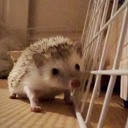 ハリネズミのクロとシロ