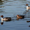 手賀沼公園のオナガガモ