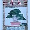 多肉植物の根腐れしない育て方