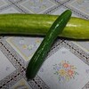 夏～！ビックリきゅうり🥒