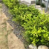 Botanical Style：ボックスウッド