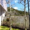 ライムグリーンの花、ヒュウガミズキ♪