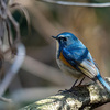 幸せの青い鳥・ルリビタキを撮ってきた [内容更新]