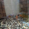 金魚の大きさに違いが出て来たけど