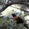 アカエリツグミ Rufous-collared Robin