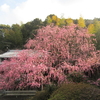 淡路　花へんろ　八木のしだれ梅　花さじき　菜の花　兵庫県　淡路島