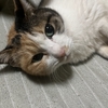 新参猫紹介第６弾…🐈