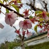 今年初桜ラン