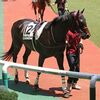 改めて検査を行った結果、右前管骨の骨折が判明。また、蹄骨にもダメージがあり、これが歩様を悪化させているとのこと。協議の結果、このタイミングで現役を引退することになりました。★オリーヴベリー