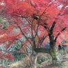 岸和田 紅葉 「牛滝山 大威徳寺」へ、今宵は紅葉を見に行こうよ！府内ナンバーワン！その理由とは！？