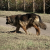 やっぱりあの野犬