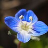 真冬の山村に咲くたくましい草花をオールドレンズでバシャッ