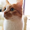 重度猫アレルギーだけど猫が好きすぎて飼っている話