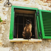 Cats living on the South Island.