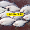 【クロガレイの聖地で投げ釣り】最終日編
