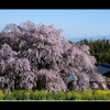 枝垂れ桜に菜の花Part２
