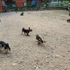 ヤラセ＾＾