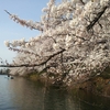 日本三大夜桜～高田公園～