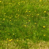 畑に舞うキアゲハ（春型）