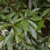 Machilus japonica　ホソバタブ
