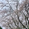 今年の桜三昧、夜桜ライトアップ