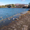 【写真】鶴見緑地公園の鴨(2019/1/26)