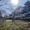 前回のコブクロ様のタイトルで森山直太朗さまの桜でしたので、、今回304回目の動画でコブクロ様の桜を弾き語りングしました。( ^-^)ノ∠※。.:...