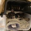 今回の仙台帰りでは予定していなかった子犬のクレートトレーニングができちゃった。結果オーライだｗ。