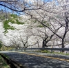 野呂山お花見ヒルクライム