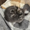 先住ネコの水下痢止まる？