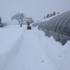 連日の除雪