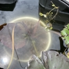 睡蓮鉢の水質改善。睡蓮の花芽を発見。