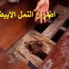 أضرار النمل الأبيض