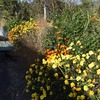 夏の花、片づけ