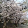 桜、桜、桜
