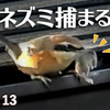 1113【モズがネズミを捕食】鳩の親子とカルガモ求愛ダンス、悲劇の脚怪我ハクセキレイ、カワセミの喧嘩。小さな猛禽チョウゲンボウがカラスに襲われる【 #今日撮り野鳥動画まとめ 】 #身近な生き物語