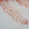 能登産海藻 紅藻 クシノハ (Dasyclonium flaccidum) の紹介