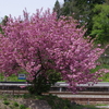 倶利伽羅峠「八重桜」