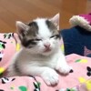 可愛いネコちゃんシリーズー1・・・