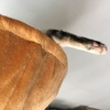 ４回目のワクチン接種