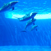 子どもと四国水族館へ【香川県綾歌郡】