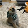 Day44.柴犬もち、生後3ヶ月になりました🎉