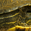 ミシシッピアカミミガメ Trachemys scripta elegans