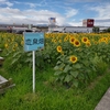 夏にお似合いの花