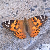ヒメアカタテハ Vanessa cardui