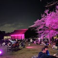 小金井公園の夜桜が幻想的でした！